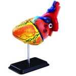 Heart  Anatomy Model